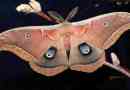 Saturn polyfem - butterfly cyclops