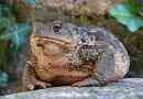 Siva žaba ili obična - najveća među europskim žabama