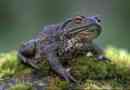 Sivi žaad - otrovni vodozemac
