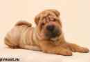 Nažali se pse. Opis, značajke, njega i sharpeza cijena