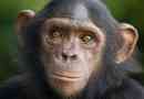 Čimpanze