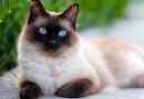 Sijamka mačka - sve o pasmini