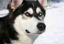 Sibirski husky - pas za traku