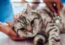 Simptomi, liječenje i prevencija holecistisa u mačkama