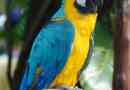 Plavo-žuta ara - jedan od najsjajnijih papiga