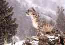 Snježni leopard