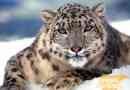 Snow leopard, fotografije, zanimljive činjenice