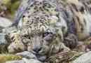 Snježni leopard. Stanište i način života snježnog leoparda