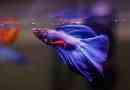 Sadržaj i briga za akvarijsku ribu