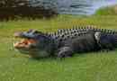 Moderni aligatori gotovo se ne razlikuju od svojih drevnih rođaka