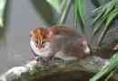 Sumatran cat: fotografija, opis životinja