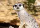 Meerkat