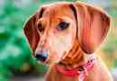 Dachshund - prednosti i nedostaci pasmine