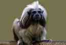 Tamarin