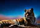 Tigar