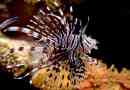 Top 10 najopasnijih i otrovnih stanovnika mora i oceana