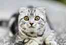 Top 10 najpopularnijih mačaka - popis, karakteristike i fotografije
