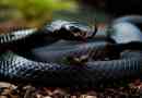 Top 7 najopasnijih zmija svijeta