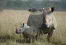 Tragične vijesti u svijetu životinja - posljednji bijeli nosorog umrli su u državi kaliforniji