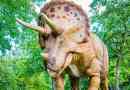 Triceratops