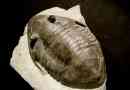 Trilobiti - drevni morski artiform