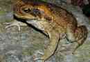 Reed toad - otrovna? Opis, foto taads