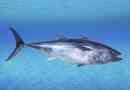 Tuna