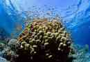 Znanstvenici istražuju koraljne grebene