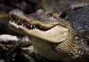 Znanstvenici: krokodili komuniciraju jedni s drugima pjevanje