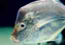 Znanstvenici su otkrili nevidljivu ribu