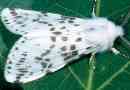 U arkansas je otkrio neobičan leptir