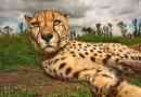 U etiopiji je otkrivena crna geparda