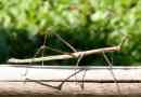 U jugozapadnoj kini pronašao je najduži insekt u svijetu