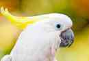 Vrste domaćih bijelih papiga: fotografiju i naslove
