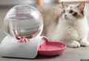 Vrste hranilica i kućnih ljubimaca za kućne ljubimce