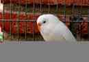 Izgled bijelih valovitih papiga i njihovog uzgoja