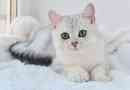 Izgled, ponašanje i značajke mačke pasmina britanske srebrne činčile