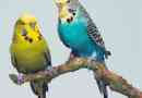 Budgerigar