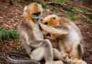 Primijećena je činjenica da u prirodi postoje majmunski obećaj