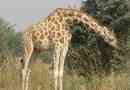 West african giraffe - rijetke podvrste