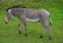Zebra grevi - zebra, slično osl-u