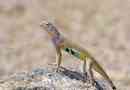 Zebrokhvosta lizard: fotografije neobične iguane