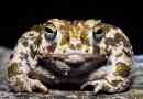 Toads: fotografije, opis. Razlika žaba iz žaba.