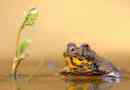 Pole žute grudi - otrovni žaba