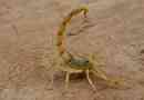 Žuti škorpion