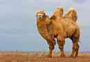 Diegrimp camel (bactrian)