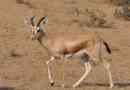 Gazel-dorkas