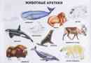 Životinje arktika. Opis, imena i značajke životinja arktika