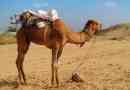 Zašto kamila grba i zašto on?