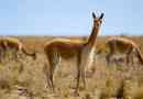 Vicuna